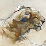 Big Cat Study